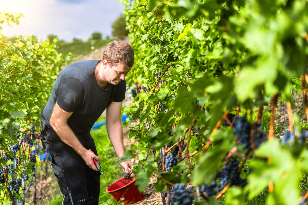 Ein Wengerter bei der Arbeit im Weinberg.