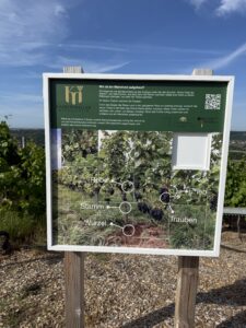 Informationstafel zum Thema "Wie ist ein Weinstock aufgebaut"