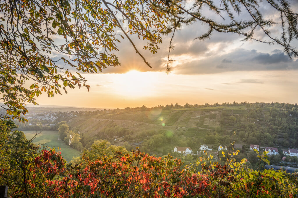 Blick auf Weinreben und einen Ort bei Sonnenuntergang. Die Blätter sind rötlich verfärbt.