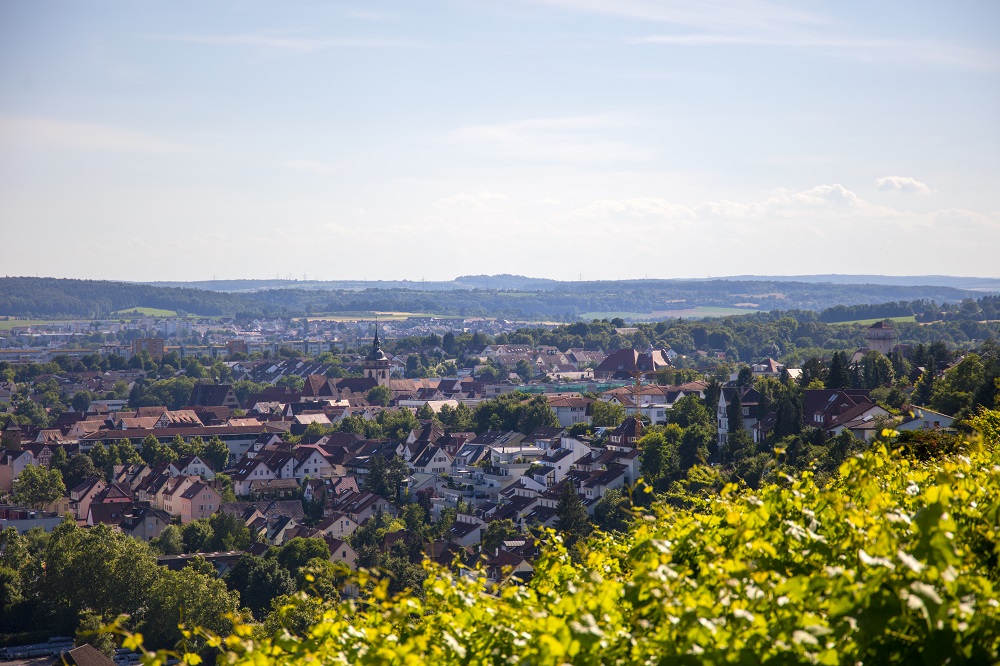 Im Vordergrund sind Weinreben zu sehen. Im Hintergrund liegt die Altstadt von Bietigheim-Bissingen.
