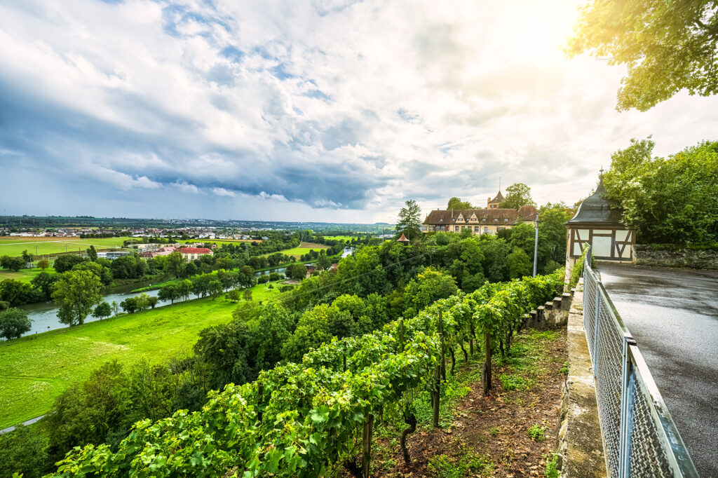 Blick auf Weinreben. Im Hintergrund ist ein Ausschnitt einer alten Schlossanlage zu sehen.