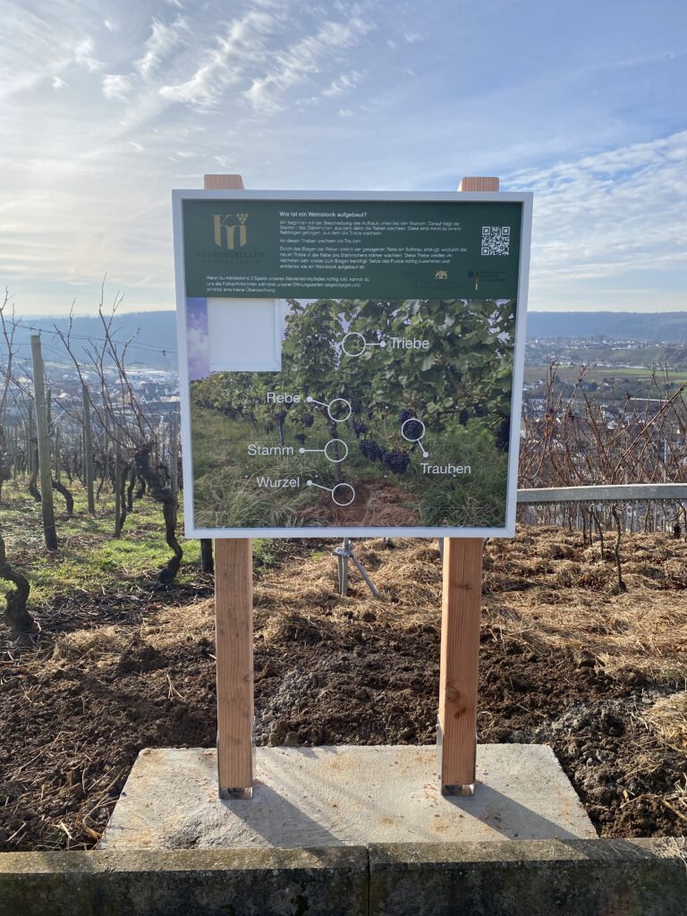 Mitmachstation zum Thema "Wie ist ein Weinstock aufgebaut?"